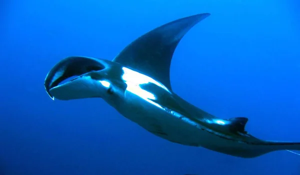 Poissons Manta Sous Marins Eau Profonde — Photo