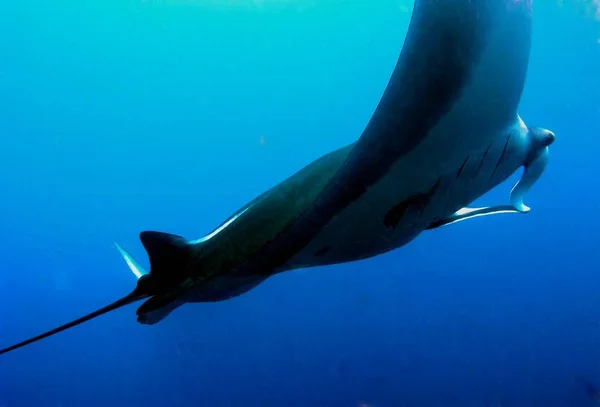 Manta Ray Fish Underwater Deep Sea Water — 图库照片