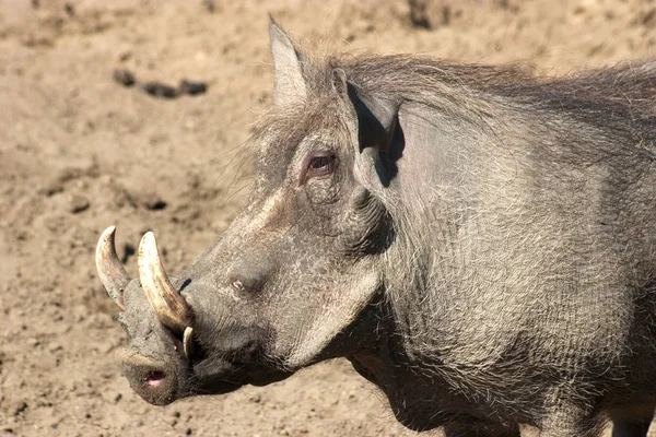 Detailní Záběr Zvířat Zoologické Zahradě — Stock fotografie