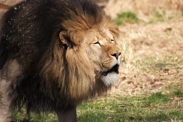 Predator Animal Lion Feline Predator — Stock Photo, Image