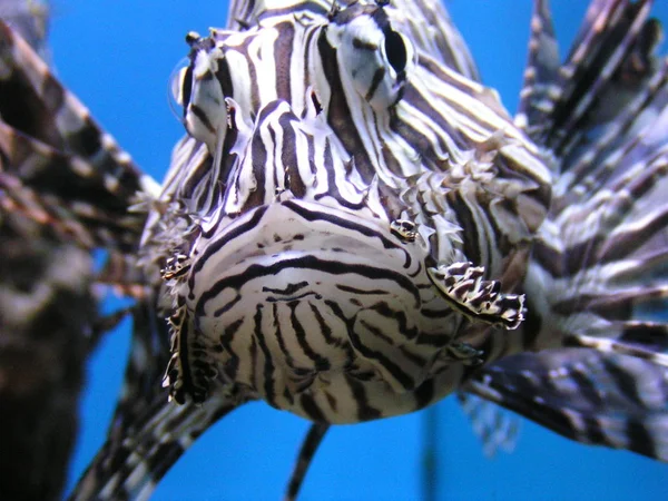 ドイツ海洋博物館 オーストラリア Nsalwater魚 非常に毒性 — ストック写真