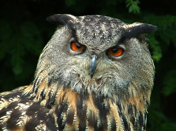 closeup view of eagle owl at wild nature