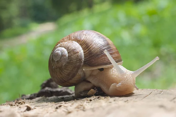 Helix Csiga Puhatestű Kagyló Állat — Stock Fotó