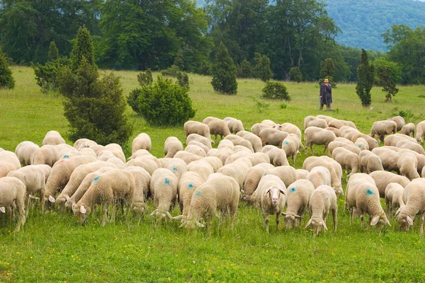 Flock Sheep — Stock Photo, Image