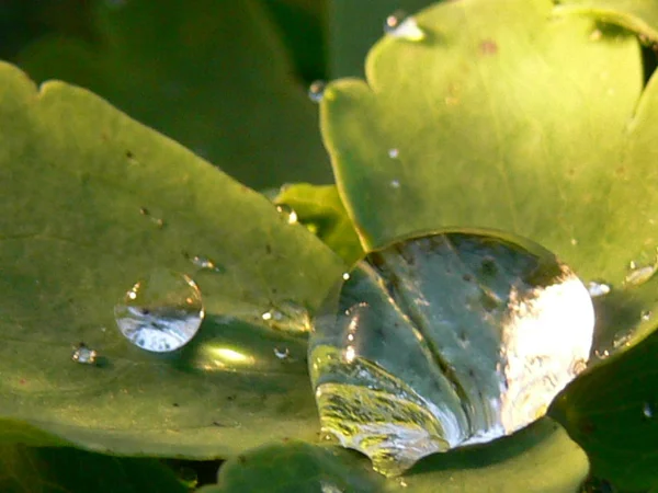 Folhagem Molhada Folhas Grama Verde Com Gotas Chuva — Fotografia de Stock