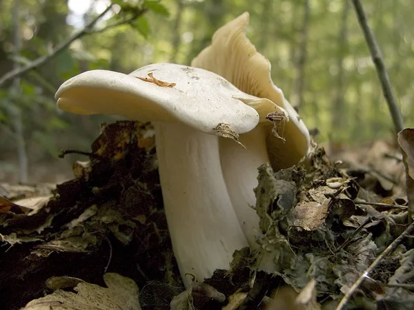 Break Fungi Layer Leaves — Stock Photo, Image