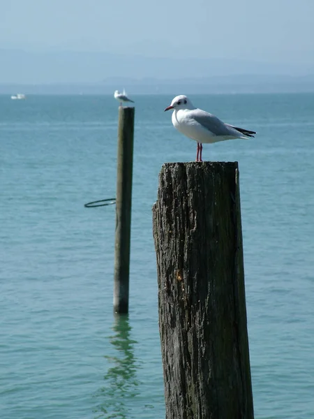 Gull Lake Constance June 2005 — Stock Photo, Image