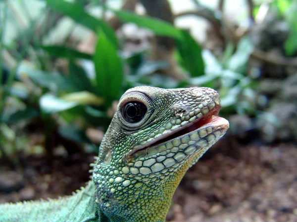 Primer Plano Lagarto Hábitat Concepto Salvajismo — Foto de Stock