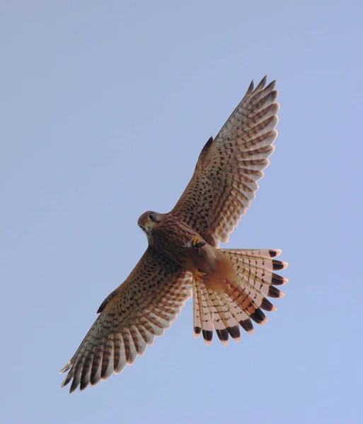 Vue Panoramique Bel Oiseau Crécerelle — Photo