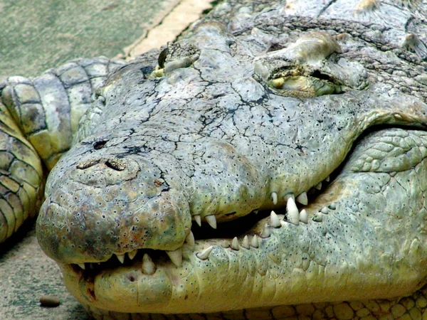 Crocodilo Jacaré Carnívoro Animal — Fotografia de Stock