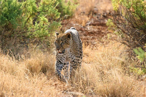 Leopar Bizimle Kenya Samburu Milli Parkı Nda Bir Oyun Gezisinde — Stok fotoğraf