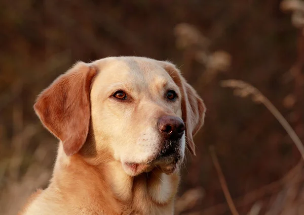 Portrait Cute Dog — Stock Photo, Image