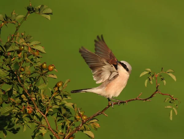 Vacker Utsikt Över Vacker Fågel Naturen — Stockfoto