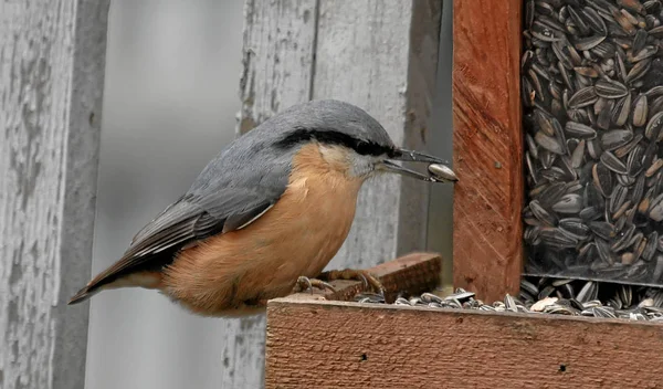 Kleiber Heimischen Garten — Stockfoto