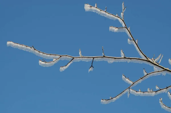 Ветвь Холодном Ветру — стоковое фото