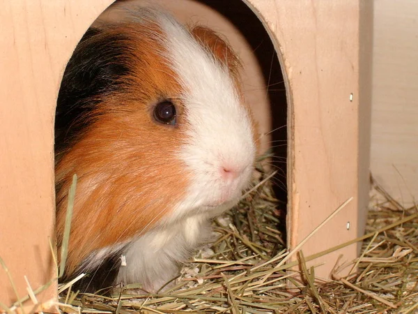 Verschiedene Tiere Selektiver Fokus — Stockfoto