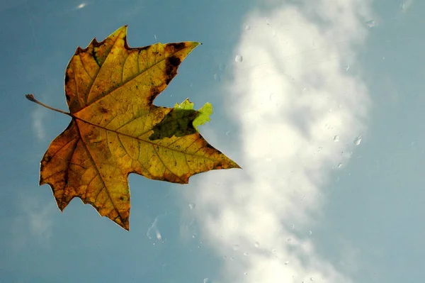 Maple Leaf Rainy Glass Roof — 스톡 사진