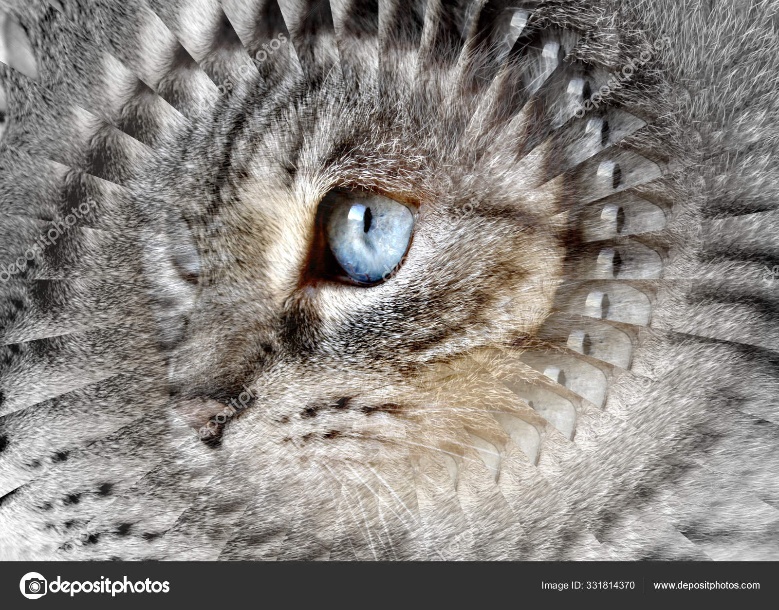 Portrait Chat Mignon Image Libre De Droit Par Panthermediaseller C