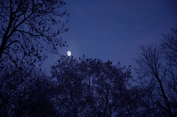 Nacht Van Raven — Stockfoto