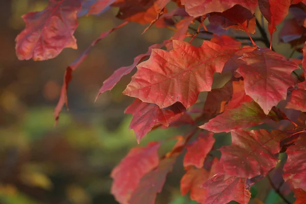Güzel Renkli Sonbahar Yaprakları — Stok fotoğraf