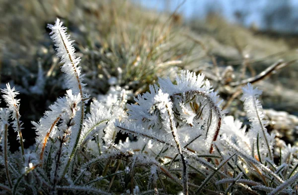 Vista Uma Cena Inverno — Fotografia de Stock