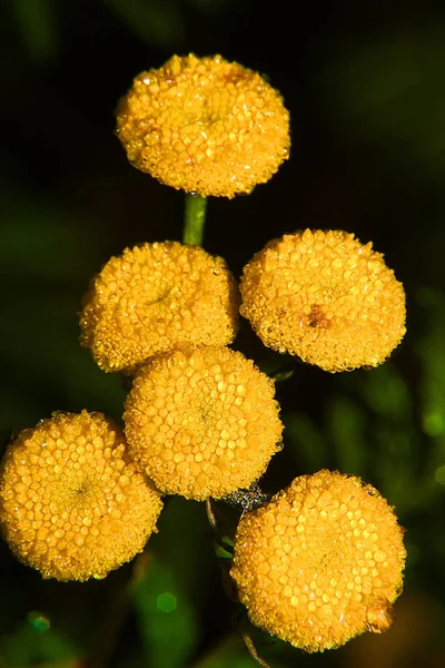 Fiori Flora Botanica Petali — Foto Stock