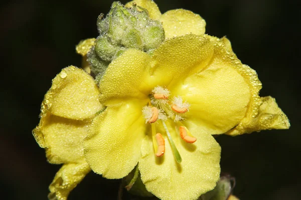 Piękne Botaniczne Ujęcie Naturalna Tapeta — Zdjęcie stockowe