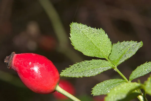 Bayas Rojas Rosa Mosqueta — Foto de Stock