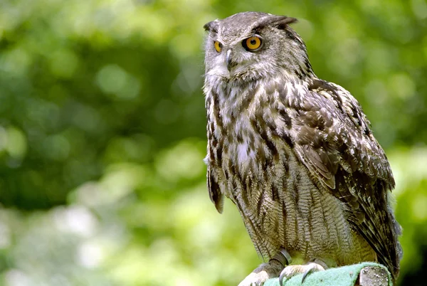 closeup view of eagle owl at wild nature