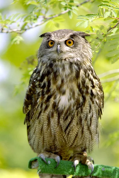 closeup view of eagle owl at wild nature