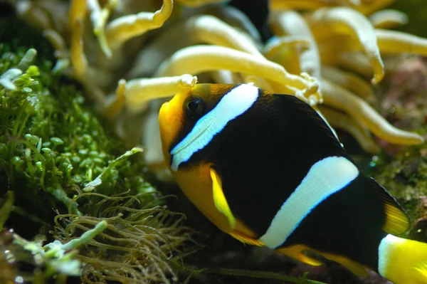 Peces Payaso Mar Bajo Agua — Foto de Stock