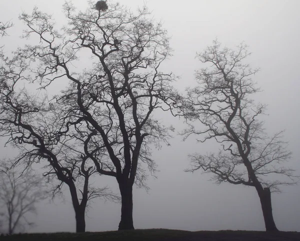 Triade Arbres Dans Brouillard — Photo