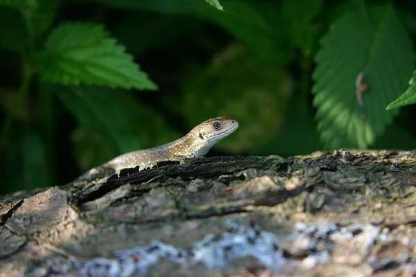 Primer Plano Lagarto Hábitat Concepto Salvajismo — Foto de Stock