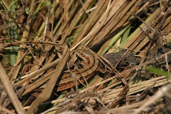 Lizard Camouflaged Dry Grass — 스톡 사진