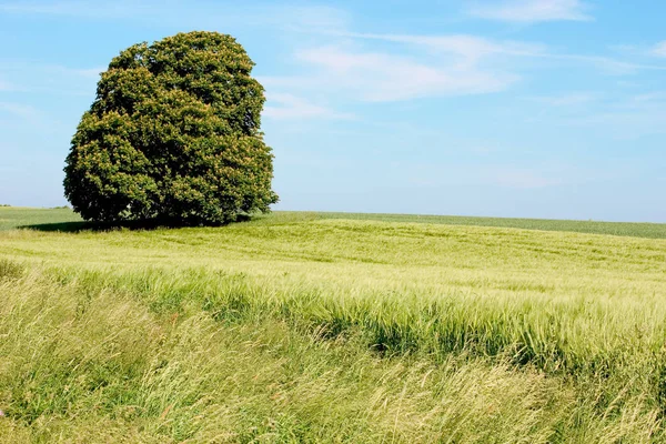 Kastanje Het Veld — Stockfoto