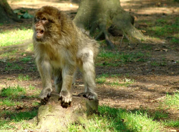 Närbild Djur Zoo — Stockfoto