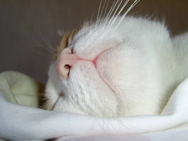 Retrato Gato Bonito — Fotografia de Stock