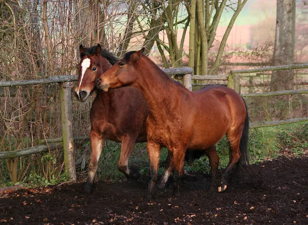 Hast Jemals Gehört — Stockfoto