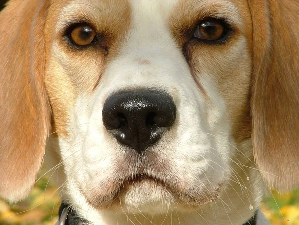 Ritratto Simpatico Adorabile Cane Beagle — Foto Stock