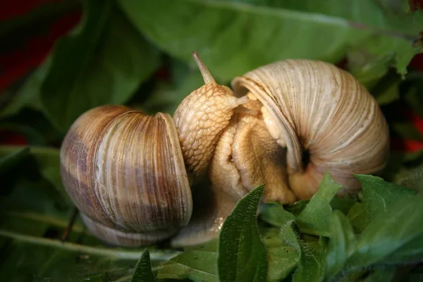 Two Snails Love Foreplay — Stock Photo, Image