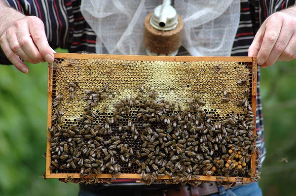 Doğadaki Böceğin Yakın Görüntüsü — Stok fotoğraf