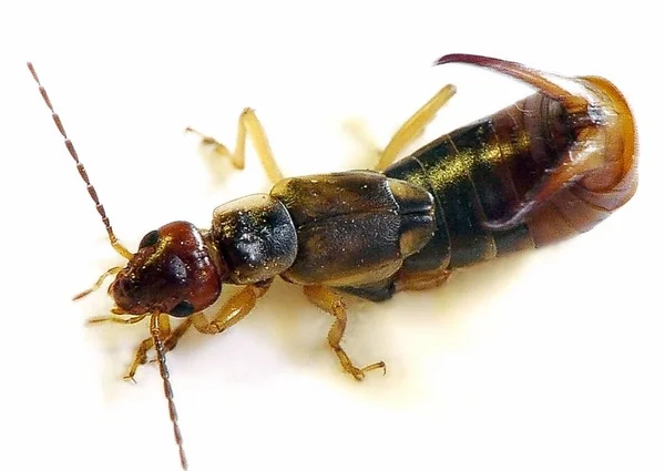 Nahaufnahme Von Wanzen Der Wilden Natur — Stockfoto