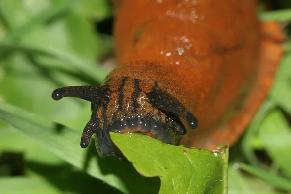 자연계의 곤충을 가까이 — 스톡 사진