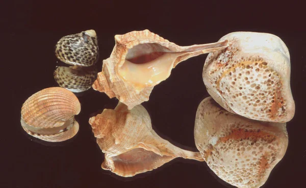 Meeresmuscheln Sommermuscheln — Stockfoto
