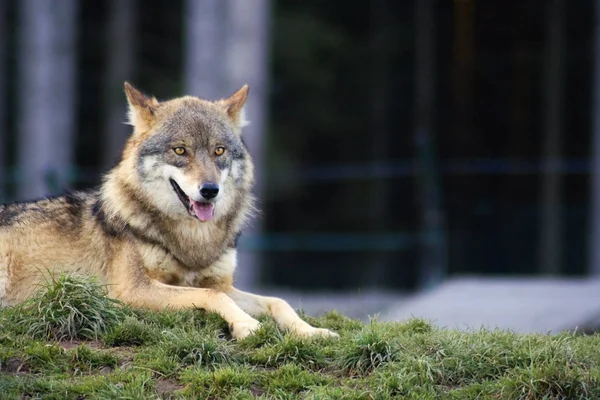 Loup Dans Nature Prédateur — Photo