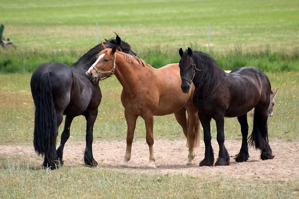 Hjordar Hästar Som Betar Utomhus — Stockfoto