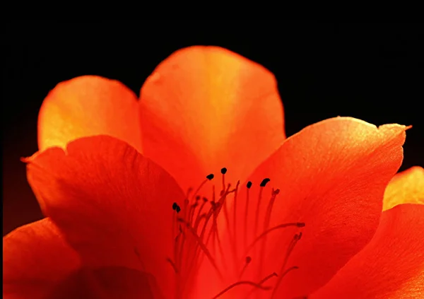 Schöne Blühende Blume Natur Konzept Hintergrund — Stockfoto