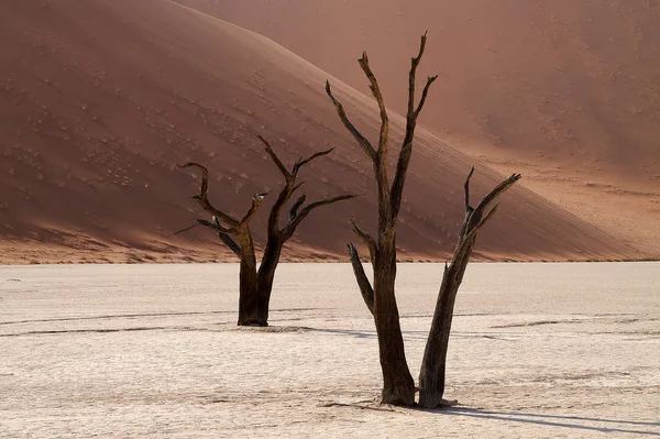 Der Toten Vlei Tonpfanne Der Namib Wüste Namibia Hier Konnte — Stockfoto