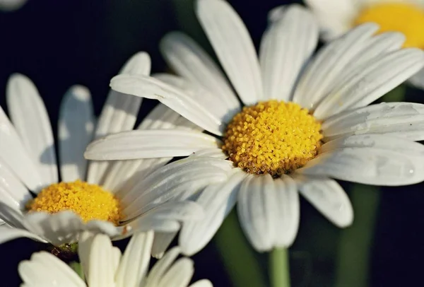 Schöne Botanische Aufnahme Natürliche Tapete — Stockfoto