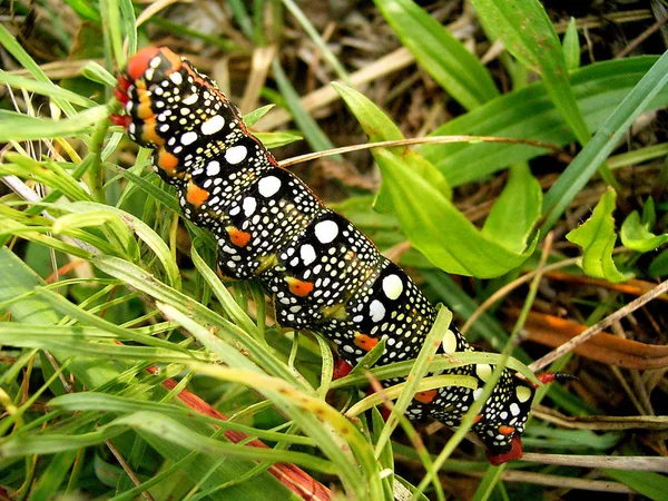 Gusano Oruga Insecto Naturaleza — Foto de Stock